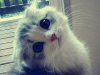 affgelmeow